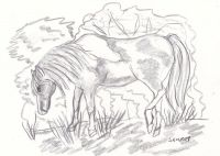 Wild Horse